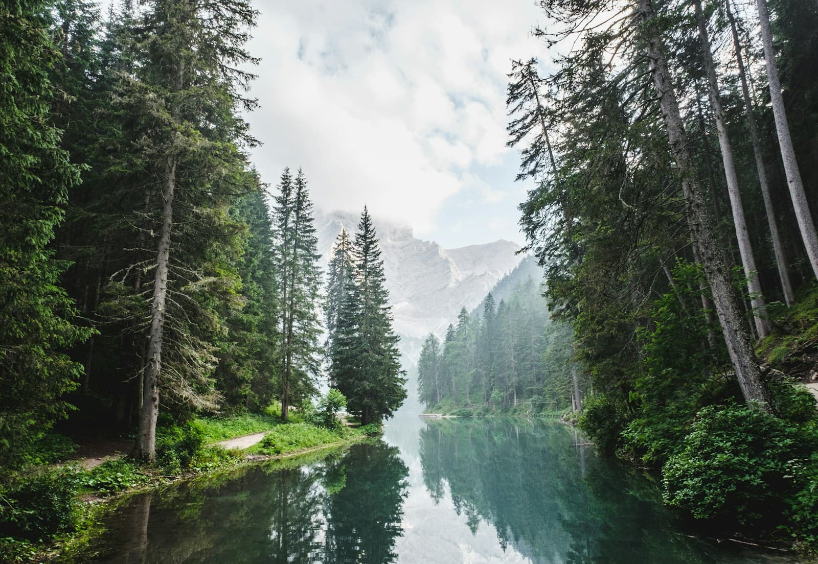 Un chemin forestier sous de grands arbres verts